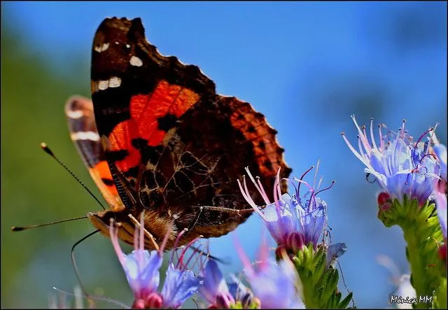 besitos de mariposa!!! | Flickr - Photo Sharing!