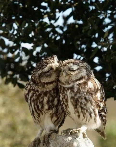 Beso entre búhos