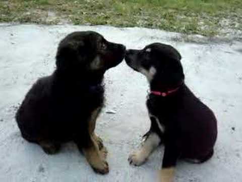 beso de perros - YouTube