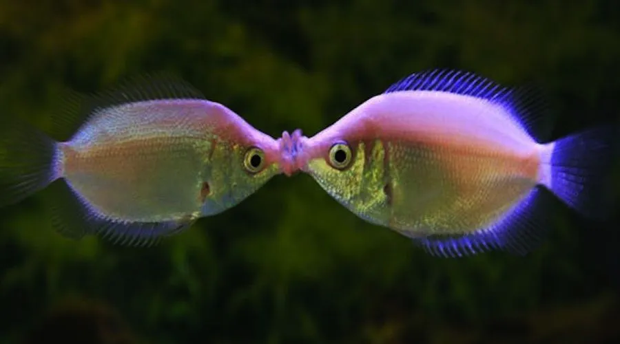 Hay besos que matan! - El Gancho