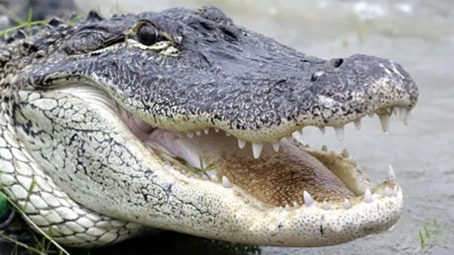 Best alligator recipes | Fox News