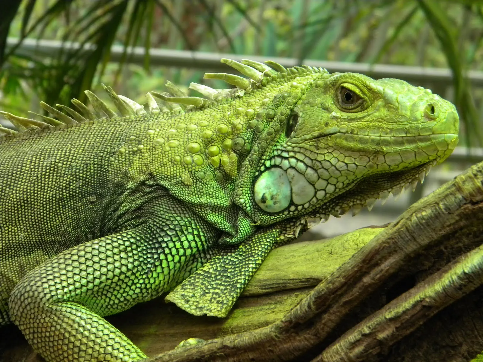 Best Pets Blog: Your Iguana Cage, What to Consider