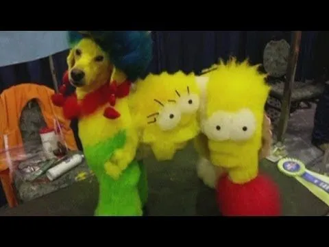 Perros pudul pintados - Imagui