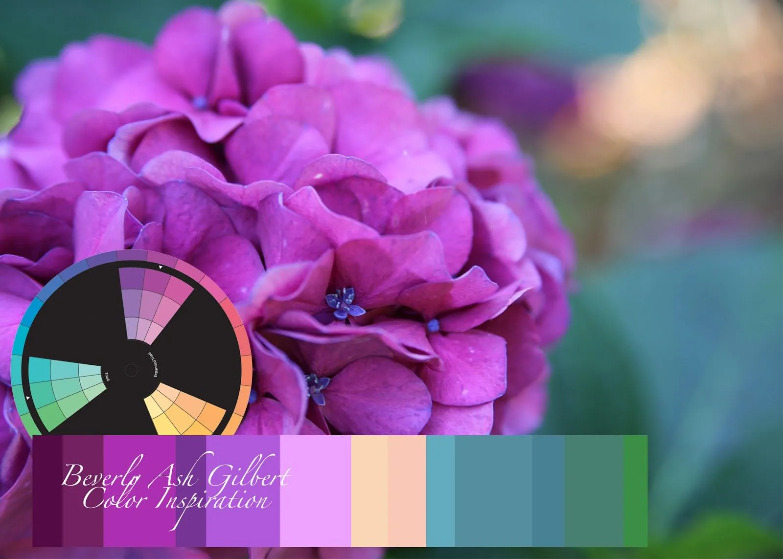 Beverly Ash Gilbert: Color Inspiration - Magenta Hydrangea