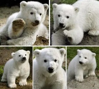 b>Presentan a bebé de oso polar berlinés</b> / Sucesos