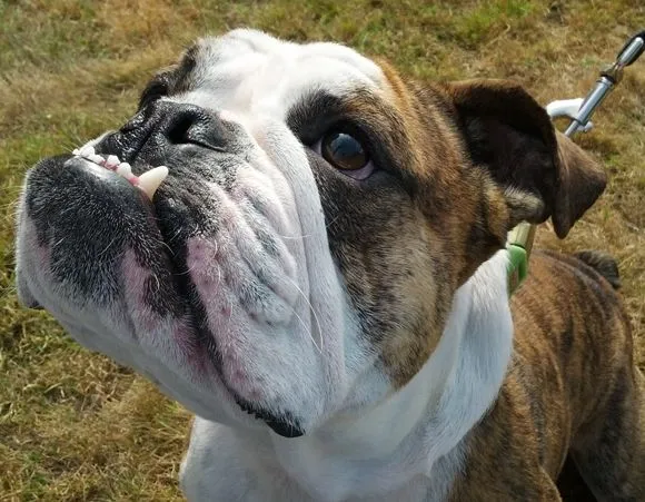 BHNW - Bulldog Haven NW - English & French Bulldog Rescue