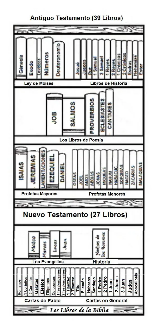 Cómo está organizada la Biblia? | Divina Curiosidad