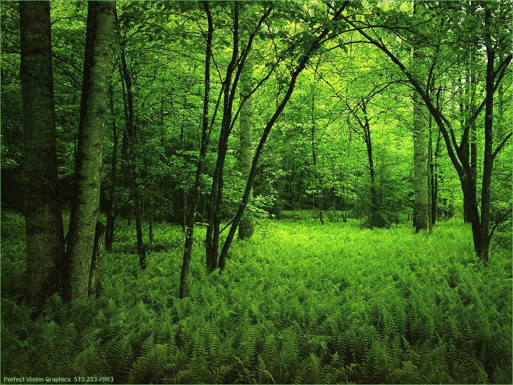 Biblioteca del IES Augustóbriga: Concurso de sueños: Era un bosque ...