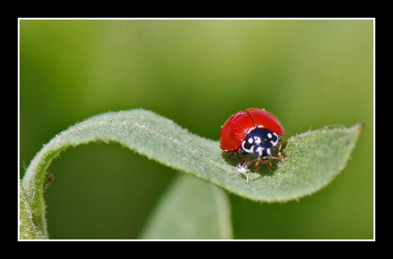 catarina - mariquita - ladybug - vaquita de San Antonio - a photo ...