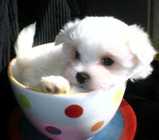 Bichon Maltes Toy - ElBichonMaltes.