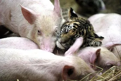 Bichos 2000: marzo 2007