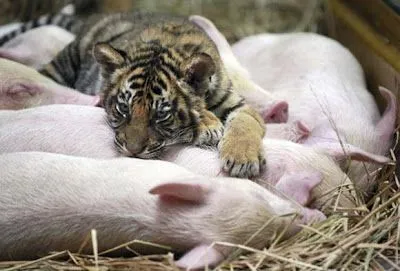 Bichos 2000: marzo 2007