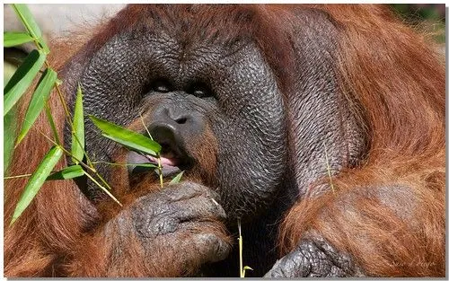 Orangutan feo - Imagui