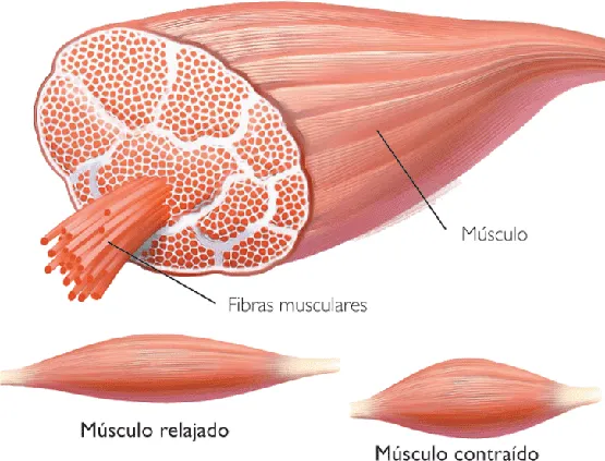 Bienvenido al blog de biología humana de Cristina y Miriam: Tejido ...