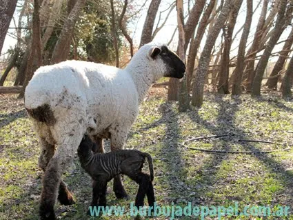 Ovejas y bebés ovejas - Imagui