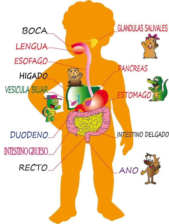 Rompecabezas del aparato digestivo para niños - Imagui