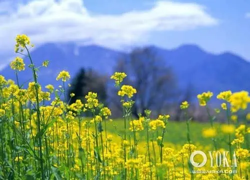 BIENVENIDOS ESTANZUELECOS: QUE ES LA PRIMAVERA