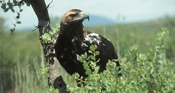 Bienvenidos Al Mundo Animal: Animales Granivoros - Cuatro ...