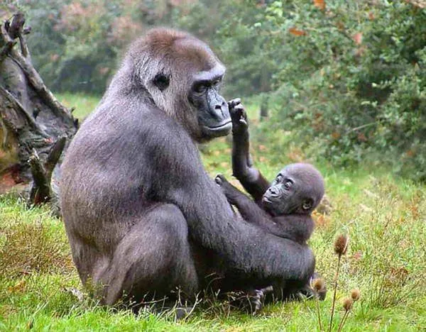 Bienvenidos Al Mundo Animal: Animales Salvajes Informacion - Las ...