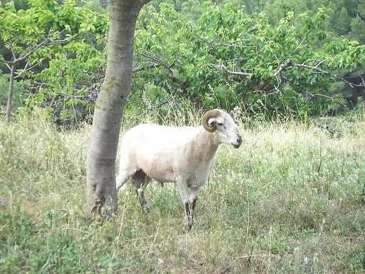 Bignonia en todo su esplendor . (pág. 7) | Cuidar de tus plantas ...
