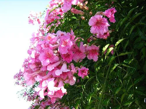 Bignonia rosada - Enredaderas - Jardineria - Jardineria