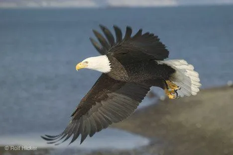 Bild Adler Im Anflug I Bildarchiv Rolf Hicker