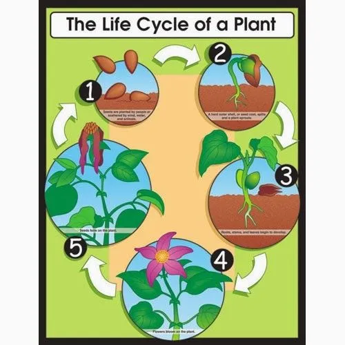 Bilingüismo Amor de Dios Cádiz: EL CICLO DE VIDA DE LAS PLANTAS