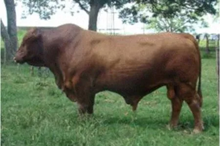 Bing Images - http://www.bing.com:80/images/search?q=Toros+ ...