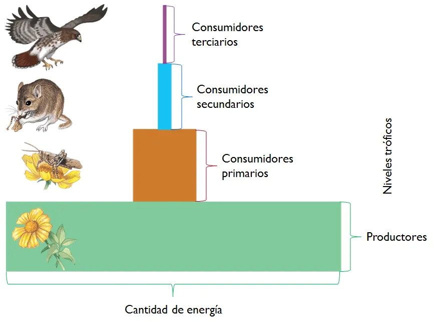 Bio-lógicas - La Biología que estabas buscando! : Los ecosistemas ...