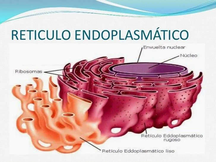 BIO.BLOG.: agosto 2014