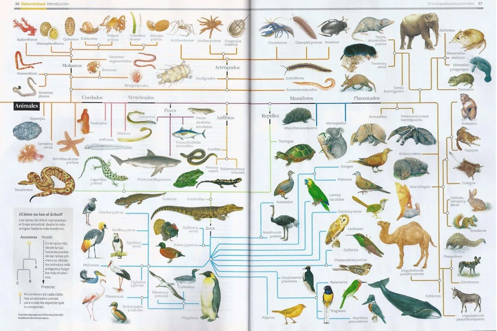 Bioblogía: Clasificación del Reino Animal