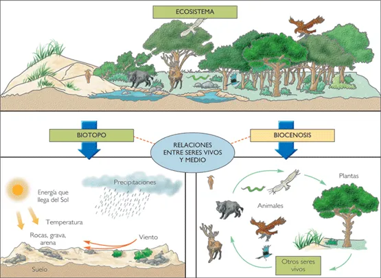 Biocenosis « ecosistemaglobal