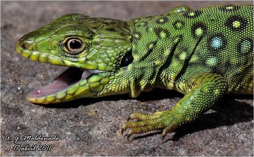 BIODIVERSIDAD COSTA GRANADINA Y...: Lagarto ocelado (Timon lepidus)