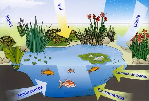 Biodiversidad En Ecosistmas Acuáticos Y Terrestres: FACTORES ...