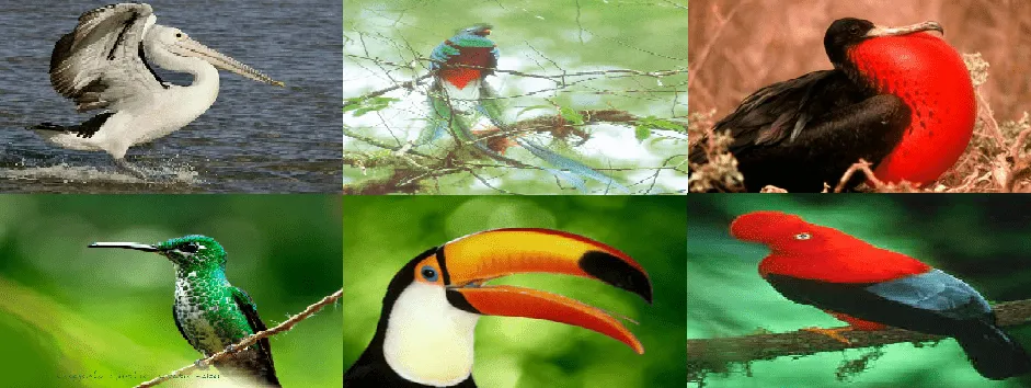 Biodiversidad del Ecuador: FAUNA DE LA REGIÓN NATURAL LITORAL