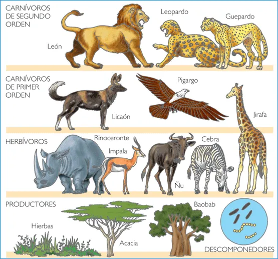 Biodiversidad Forma De Vida: Los animales