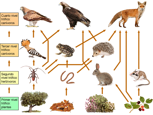 biogeo_4º_eso: TEMA 8: RELACIONES TRÓFICAS