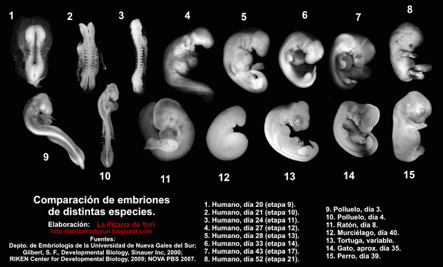 La Biografía de la Vida 22. El camino de la diferenciación celular ...