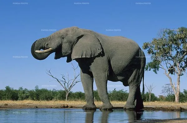 BiOjUnKiEs: Elefante Africano