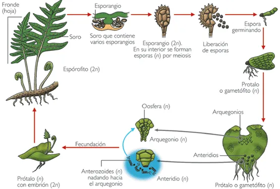 Biologia 1: Reproducción en plantas (