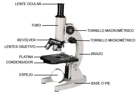 Biologia 1°2 Liceo 11: Microscopio