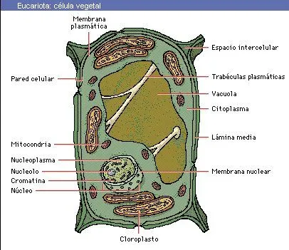 biologia