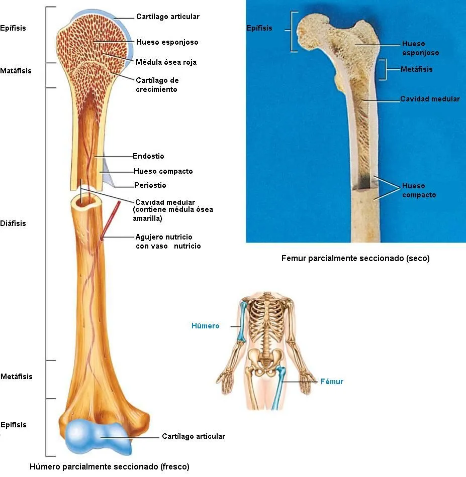 BIOLOGÍA 2do: LOS HUESOS SON ÓRGANOS