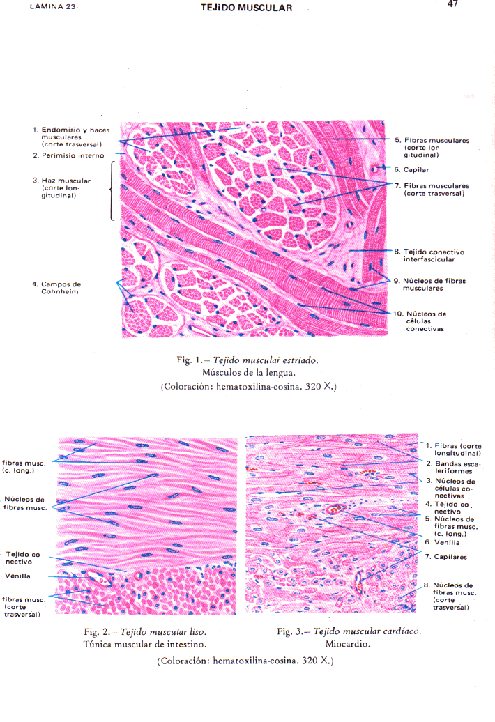 BIOLOGÍA 2do: MICROSCOPÍA DEL TEJIDO MUSCULAR