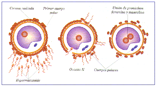 Biología & Geología