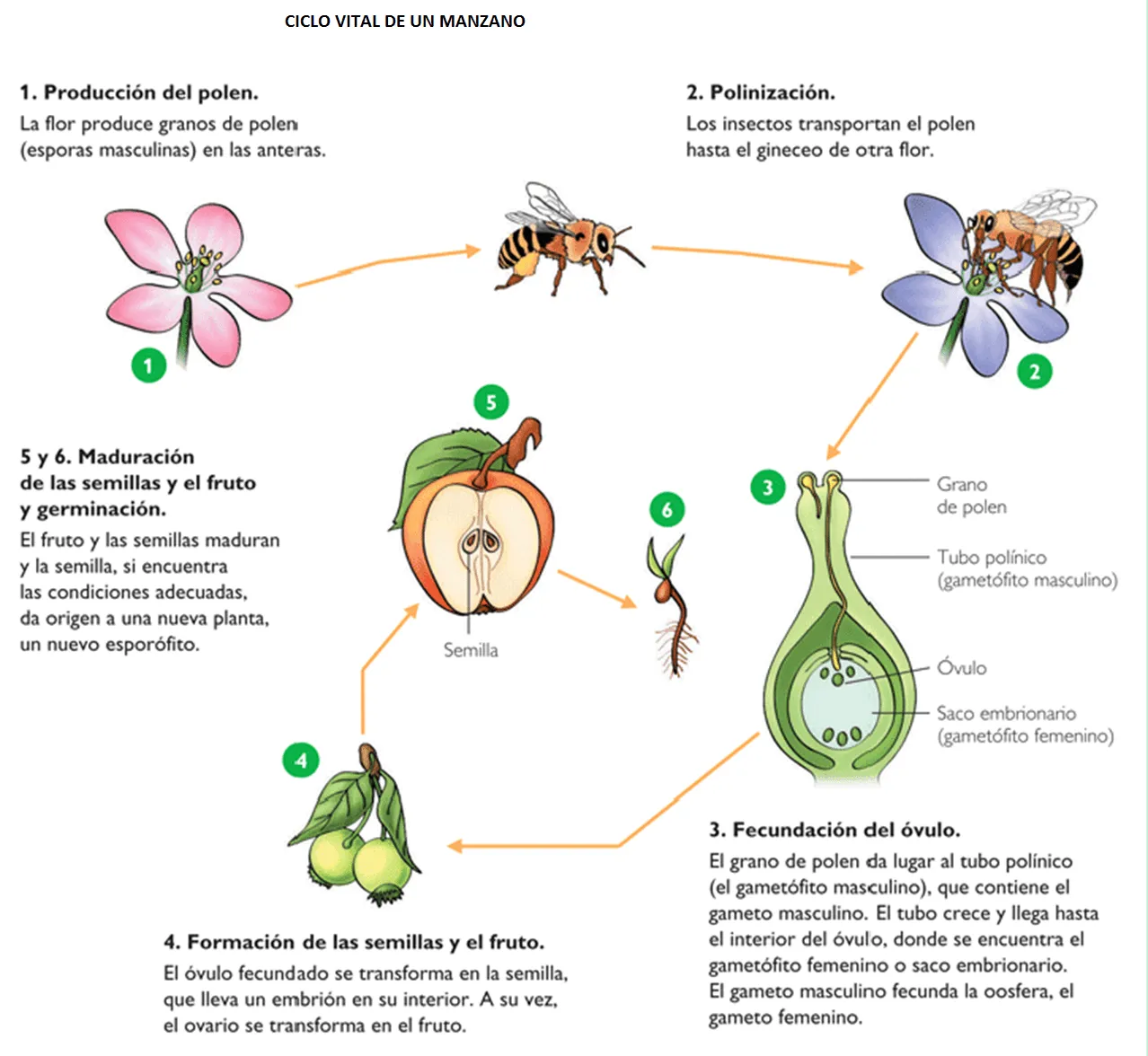 Reproducción, Evolución y Diversidad | Biología.