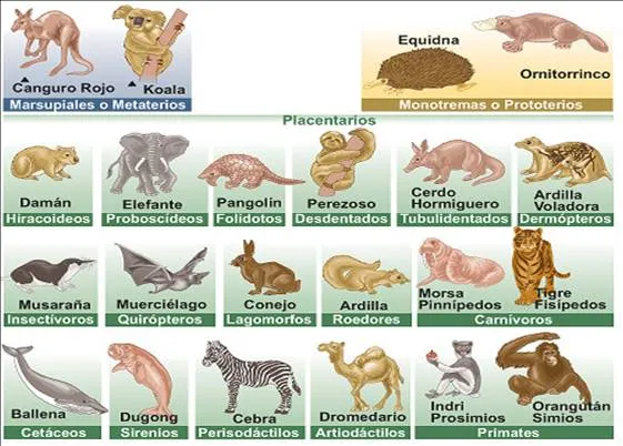 Imágenes de cuatro vivíparos y ovíparos con su nombre - Imagui