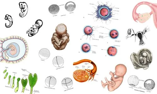 Biología animal: Unidad II: Patrones de desarrollo en los animales