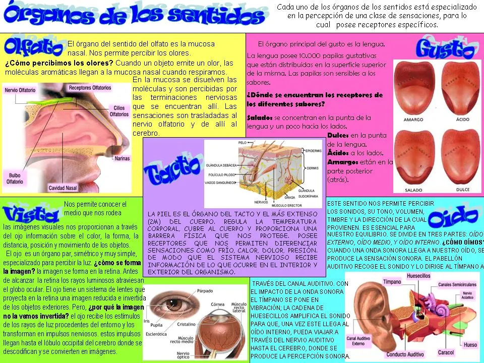 BIOLOGIA SEGUNDO AÑO: ÓRGANOS DE LOS SENTIDOS