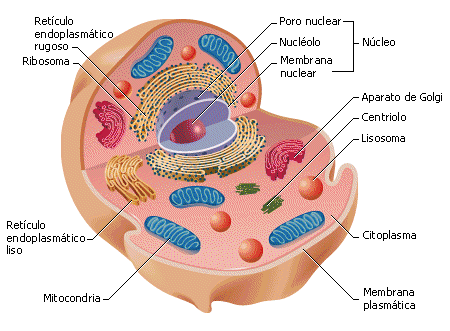 Biologia Aplicada 4ºA-1 2013: Estructura de la Célula Animal